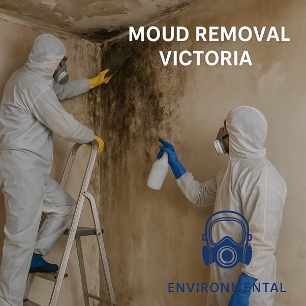 Licensed mould removal and remediation services across Victoria for councils and builders